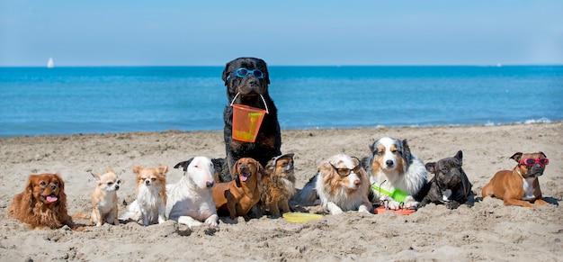 perros en la playa