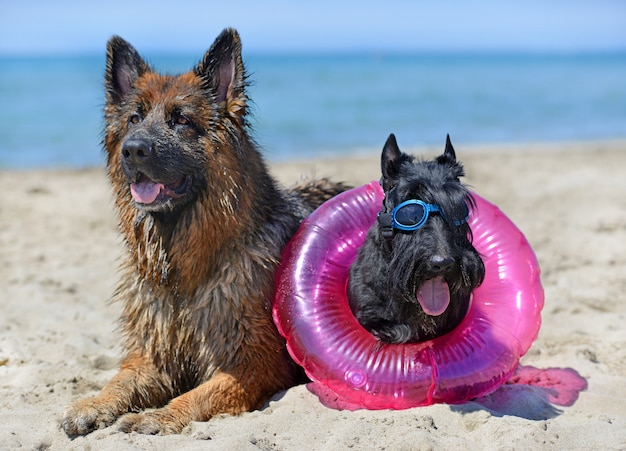 perros en la playa