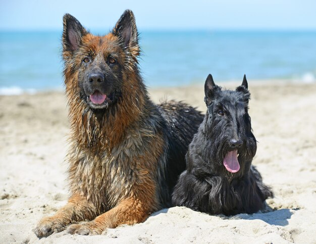 perros en la playa