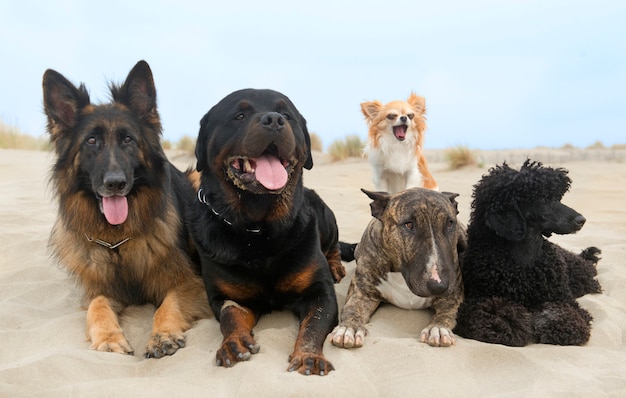 Foto perros en la playa