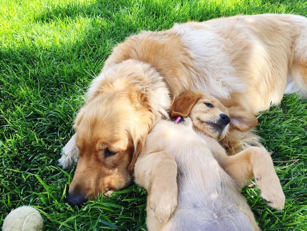 Perros relajándose en el campo