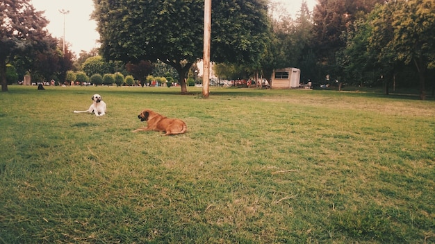 Foto perros relajándose en la hierba en el parque