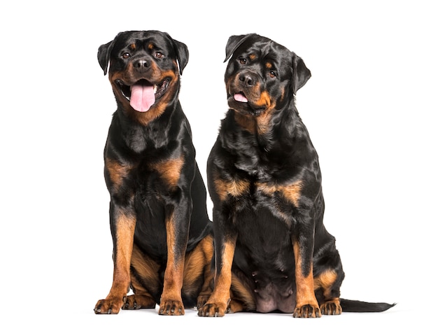 Perros Rottweiler sentados y jadeando, recortar