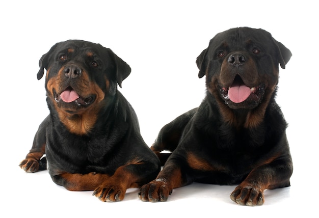 Perros rottweiler