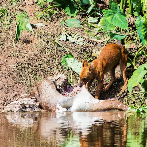 Perros salvajes asiáticos comiendo un cadáver de venado