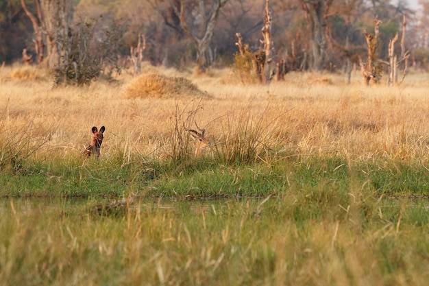 Perros salvajes cazando impalas desesperados