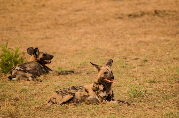 Foto perros salvajes descansando en el campo