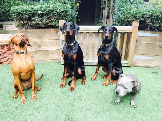 Perros sentados al aire libre