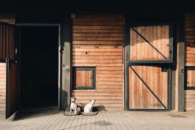 Foto perros sentados en el suelo de madera junto a la puerta