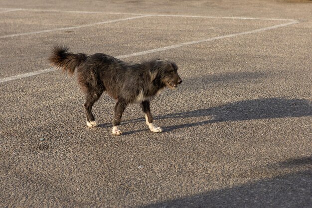 Perros solitarios sin hogar en los lugares turísticos de Egipto