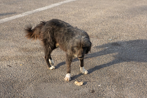 Perros solitarios sin hogar en los lugares turísticos de Egipto