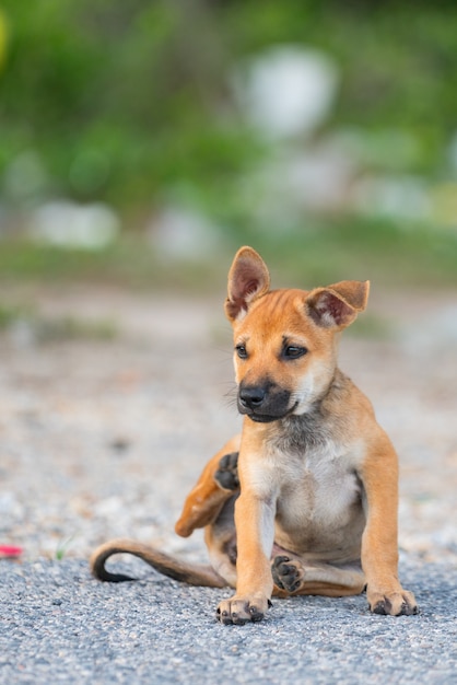 Los perros son lindos