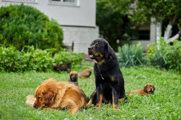 Perros de Terranova de la familia con cachorros corriendo