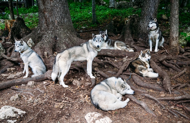 Perros de trineo roncos bajo un árbol.