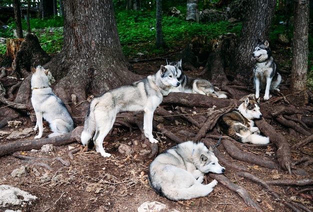 Perros de trineo roncos bajo un árbol.