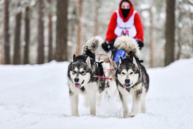 Perros de trineo tirando musher en esquí