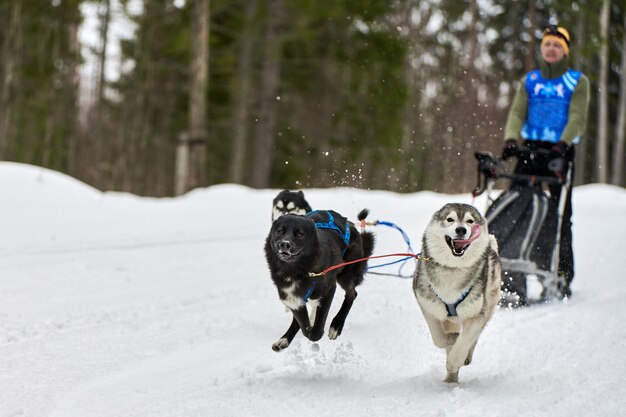 Perros de trineo tirando musher en trineo