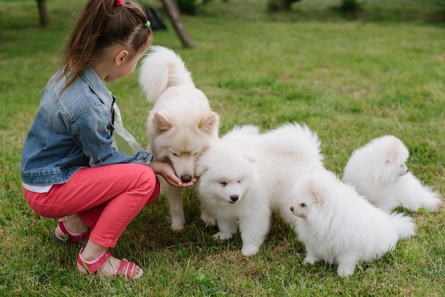 Los perros White Pomsky Puppy están jugando con una niña al aire libre en el parque