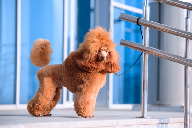 Persiga a raça a cor pequena do pêssego da caniche está no shopping.