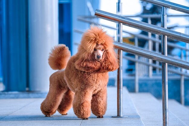 Persiga a raça a cor pequena do pêssego da caniche está no shopping.