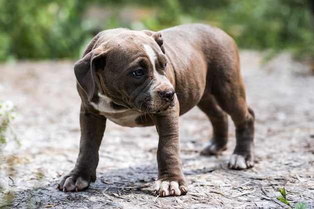 Persiga Gray American Pit Bull Terrier, retrato na natureza.