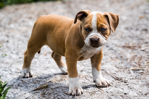 Persiga o americano Pit Bull Terrier, retrato na natureza.