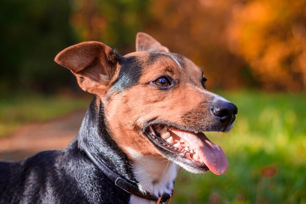 Persiga o Jack Russell Terrier para passear no parque. Animal de estimação em casa. Cachorro andando no parque. Parque do outono.