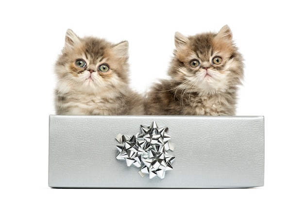 Persische Kätzchen sitzen in einer silbernen Geschenkbox, 10 Wochen alt, isoliert auf Weiß