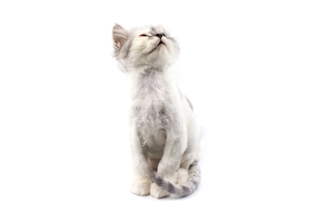 Persische Katze mit weißem getrenntem Hintergrundschauen