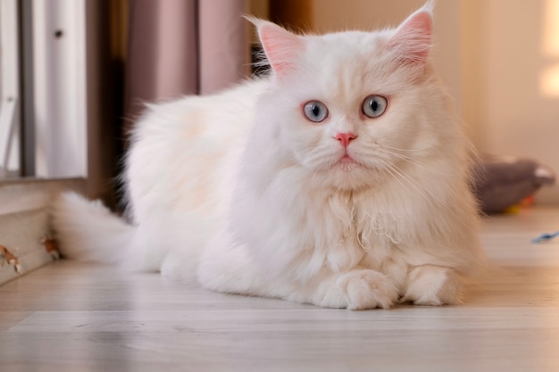 Persische Puppe Gesicht Chinchilla Weiße Katze Flauschiges süßes Haustier mit blauen Augen