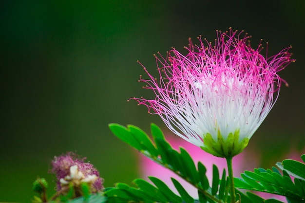 Persische Seidenblume