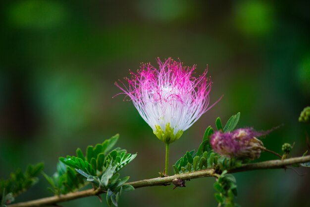 Persische Seidenblume