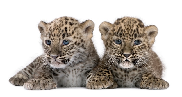 Persischer Leopard Cub