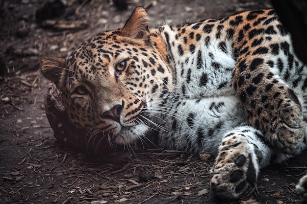 Persischer Leopard Panthera pardus saxicolor