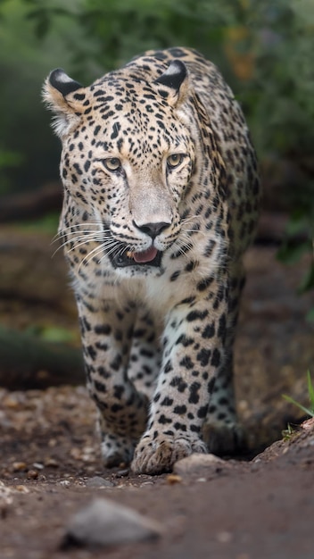 Persischer Leopard