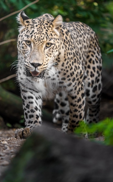 Foto persischer leopard