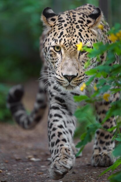 Persischer Leopard