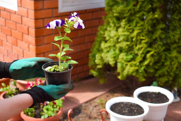 Person, die Blumen im Garten pflanzt