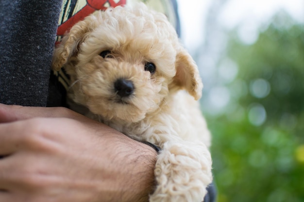 Person, die einen niedlichen beigefarbenen Shih-poo Maltipoo-Hund hält