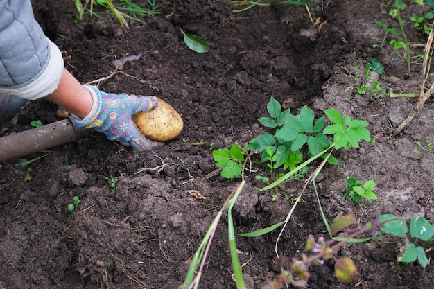 Person, die frische Kartoffeln aufnimmt, während sie in seinem Garten Kartoffelernte gräbt