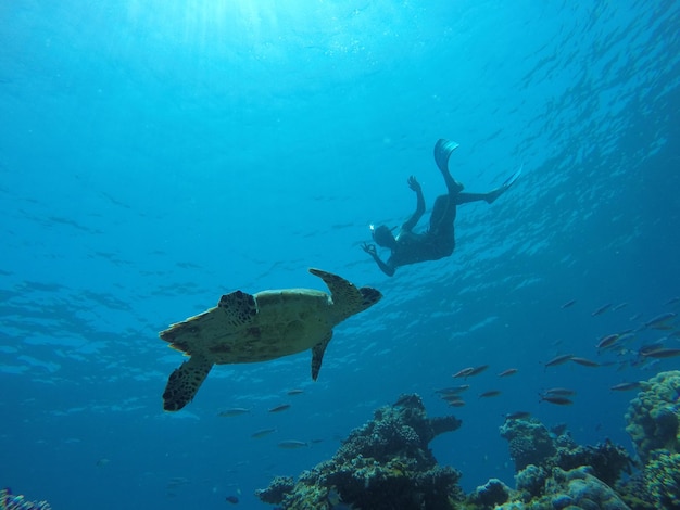 Person, die im Meer schwimmt