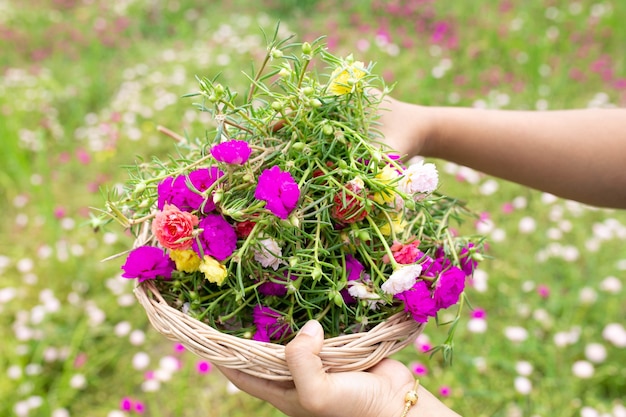 Person, die Moosrosenblumen im Garten hält