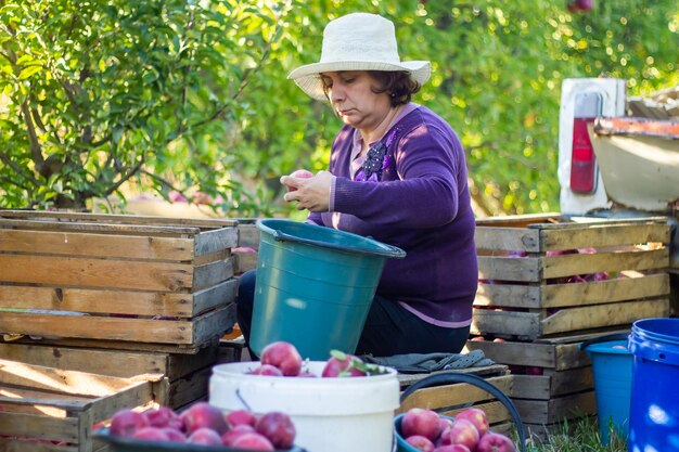 Person, die rote Äpfel im Apfelgarten aufsucht