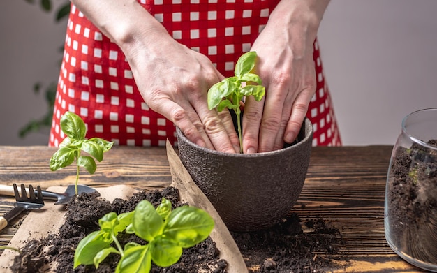 Person in einer roten Schürze pflanzt sorgfältig junge grüne Sämlinge in den Topf Konzept des Gartenfrühlings und des Hobbys