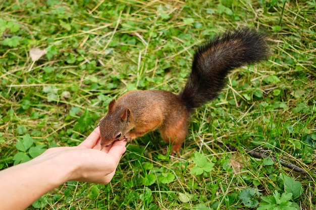 Persona alimenta una ardilla en el parque