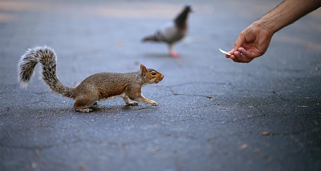 Persona alimentando ardilla en la ciudad.