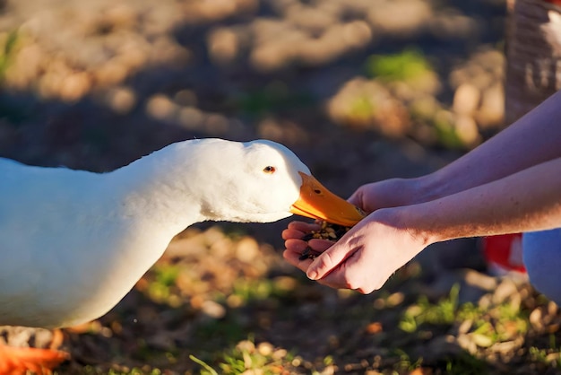 Una persona alimentando a un pato con la mano.