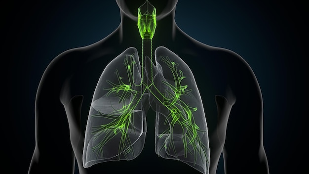Foto una persona con un cuerpo en forma de corazón verde y la palabra pulmones en él