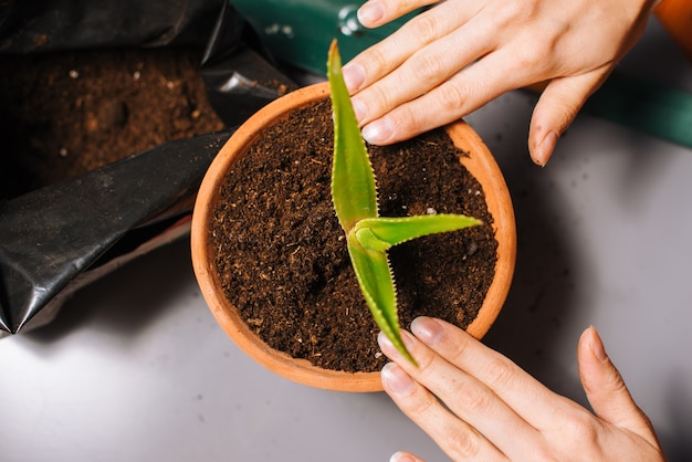 Persona de cultivo plantando suculentas en maceta de cerámica