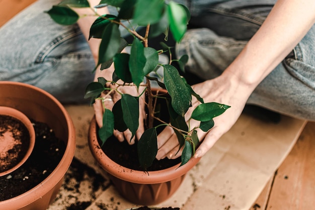 Una persona está plantando una planta en una maceta.